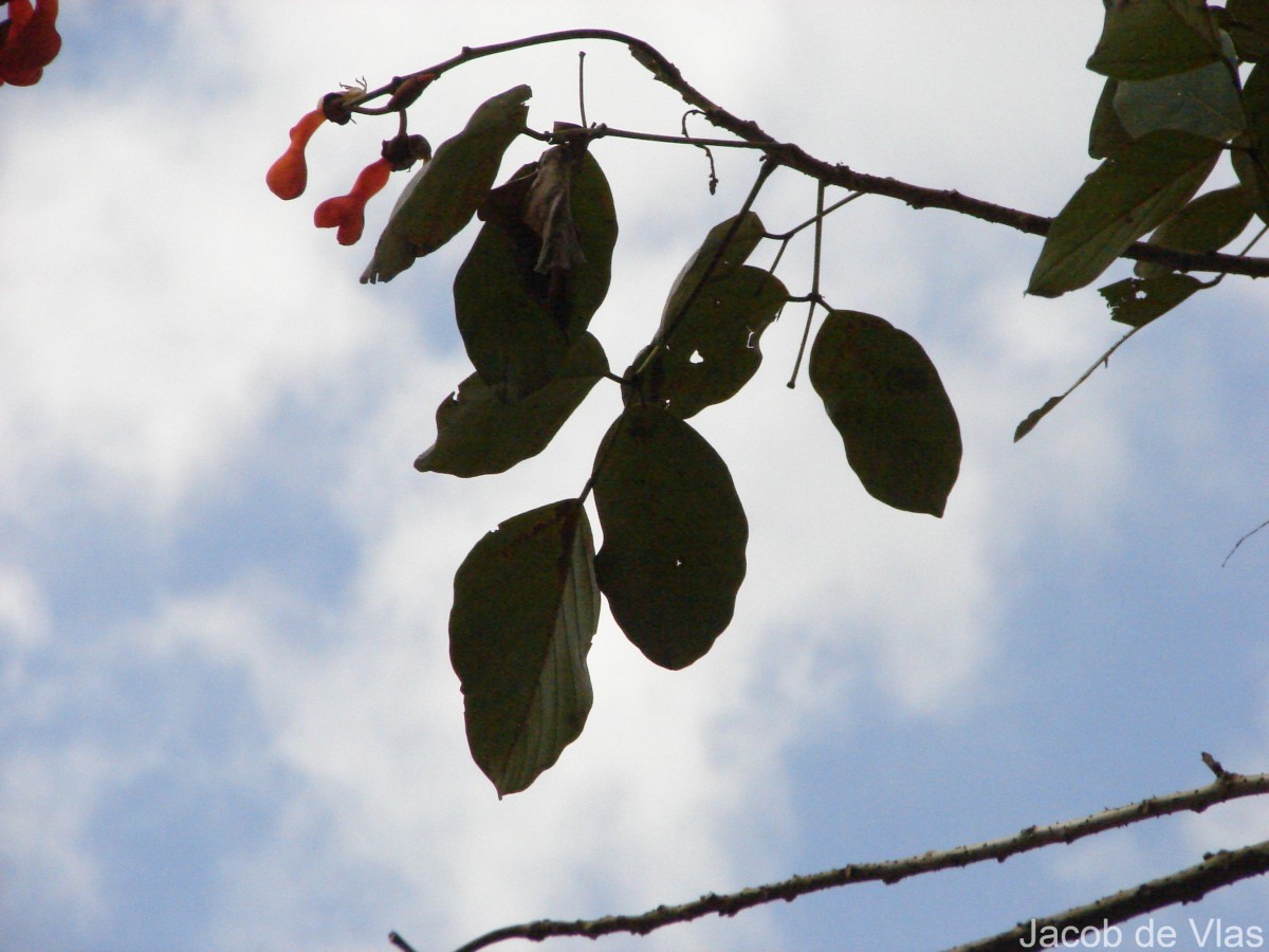 Erythrina fusca Lour.